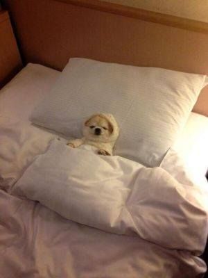 PeachySaiyan's tweet photo. the urge to stay in bed all day and play stardew valley once november hits https://t.co/QUDTiiP9Lv