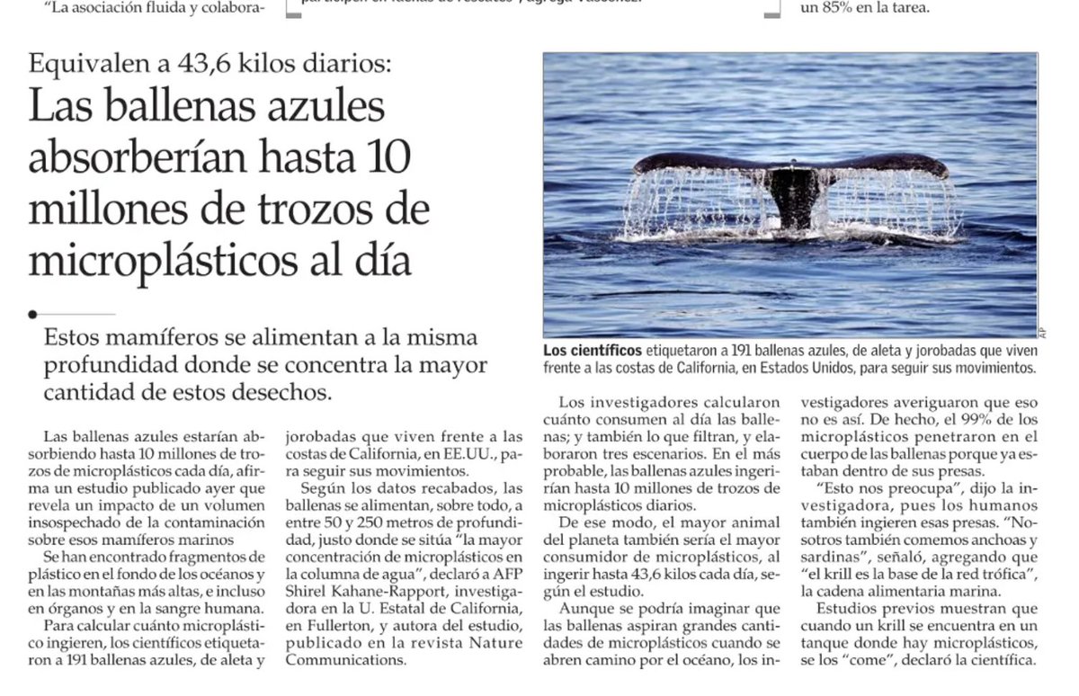 marcelomena's tweet photo. Hasta 44kg de plásticos ingiere al día una ballena azul . Si es que no cambiamos al 2050 habrá más plástico que peces en el mar. Por eso es importante leyes que prohiben plásticos de un solo uso como impulsó la  ministra @CarolaSchmidtZ y el pacto de plásticos que hoy busca Chile https://t.co/Feb2E2uHdl