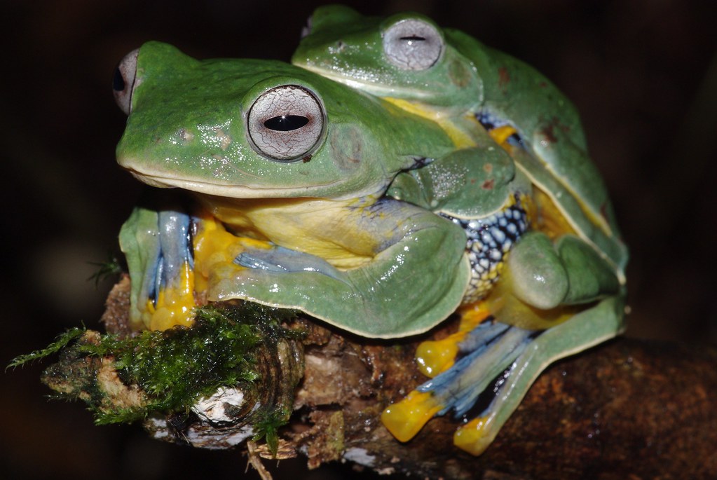 frog ★ tweet media