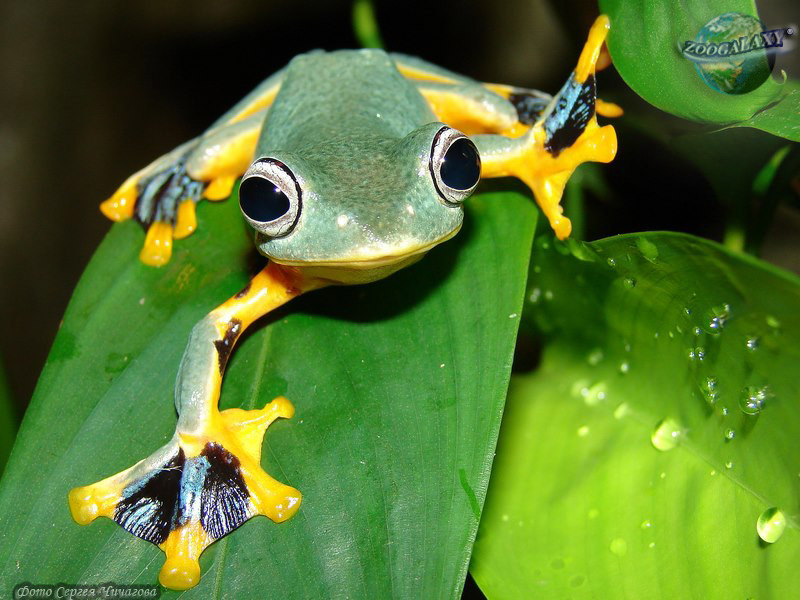 frog ★ tweet media