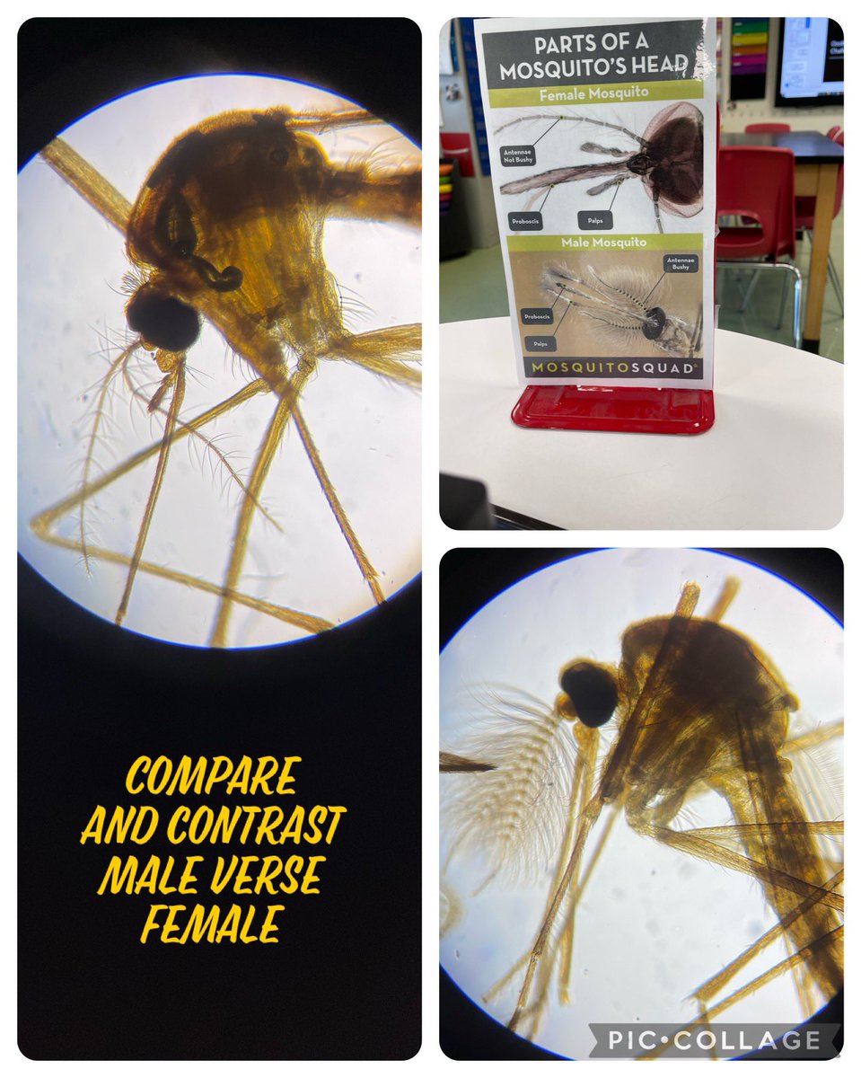 #giveahootfor Voyagers as they navigate their Problem Based Learning unit <a href="/teamteichman/">Corinne Teichman</a>