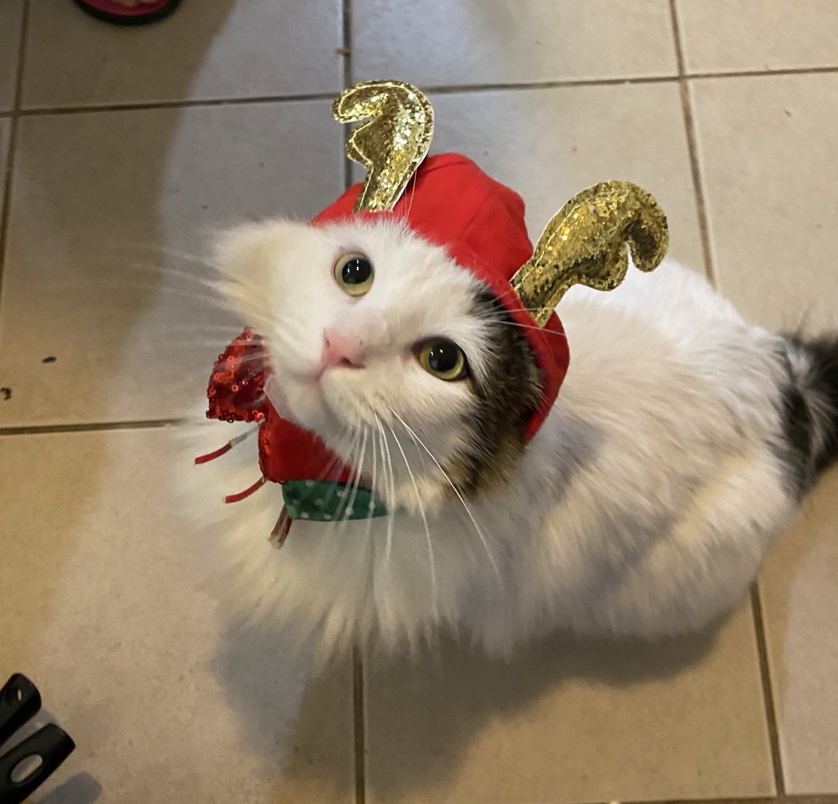 itscherryfox's tweet photo. I present to you my cat Gnocchi… for Fresno State Pets challenge 🐱
@Fresno_State @FresnoStateTech @FresnoStateDX #FresnoStateDOG https://t.co/ZJ9dEQe03T
