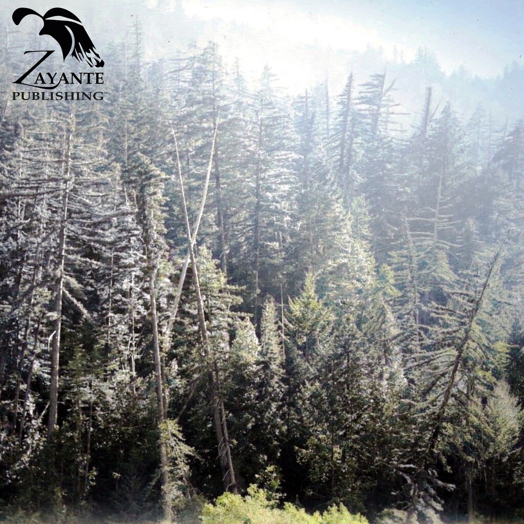 SantaCruzTrains's tweet photo. View looking out at the Crazy Forest, April 1, 1937. Get your copy of The Shadow of Loma Prieta today on Amazon! Courtesy @bancroftlibrary #bancroftlibrary Colorized using @MyHeritage #myheritage @DeOldify #deoldify #zayantepublishing #californiahistory #santacruzcounty #san… https://t.co/o3TbUQRT97