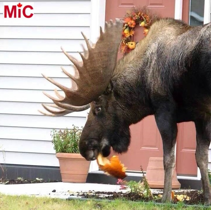 How Canadians get rid of their pumpkins