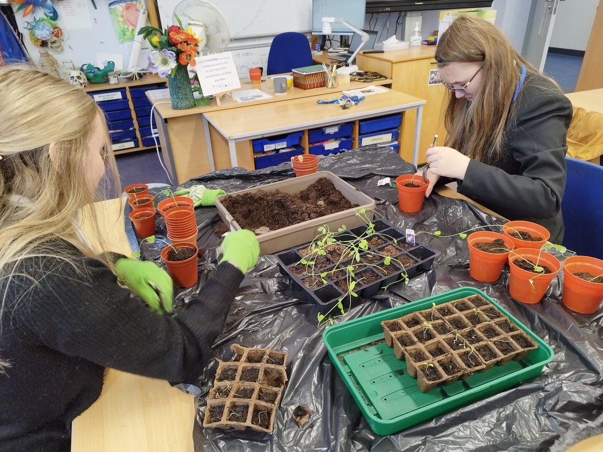 Seeds sprouting aplenty this week so time to report 👍🌱🌱🌱