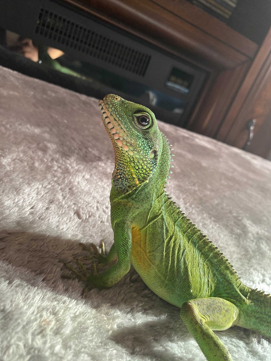 GenesisChinZ's tweet photo. Meet Liza the Lizard! A peculiar and green Fresno State Pet! The cutest water dragon 💕 @Fresno_State @FresnoStateTech @FresnoStateDX #FresnoStateDOG https://t.co/yp8IUsKhKr