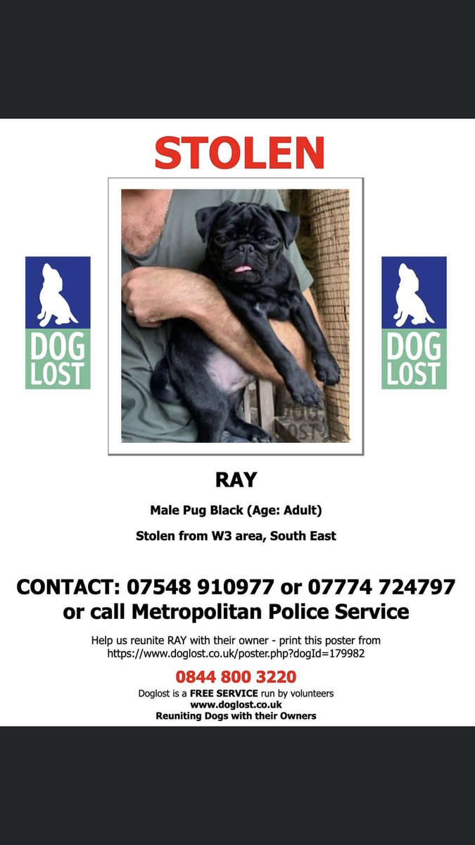 JacquiSaid's tweet photo. Let’s make this person famous . Hand Ray back now . #Stolen #Acton #London #W3 area . @metpoliceuk @MPSActonCentral @HunnyJax @MissingPetsGB @rosieDoc2 @millypod1 #Blackpug lovely jacket . Won’t be long to we find you so hand dog back now . https://t.co/iujMezgvNc https://t.co/mcGmAEQyD9