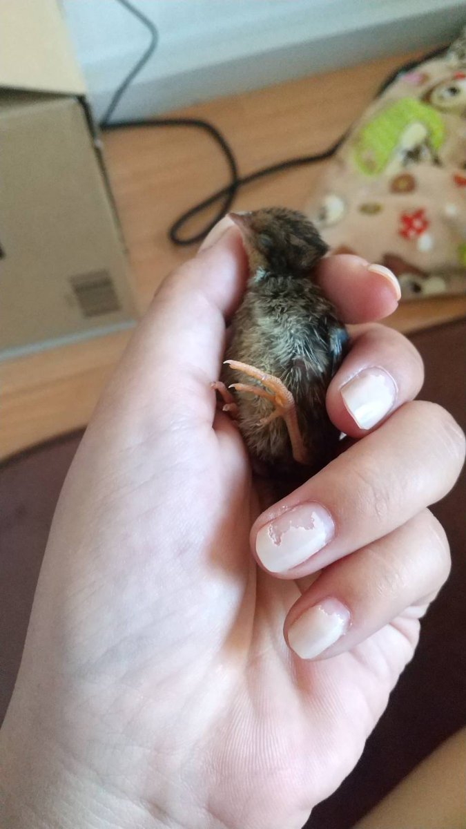 PeI2226's tweet photo. 首から下が大人の羽になったよ🐤
手の上で爆睡してくれるの嬉しい🥺
#姫うずら https://t.co/BcYWnPO5Pc