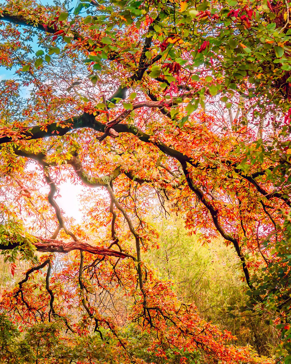 GN, GN... bedtime for Boomer!