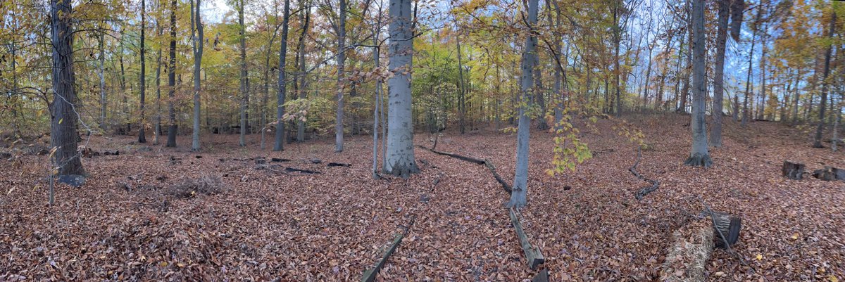 IslanderNation's tweet photo. Ran into a few of my backyard neighbors. They know Iβm still pissed about that tree bark from last year. #WoodsLife #FallTwitter https://t.co/apfPNKmb2A