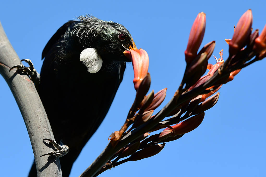 Tui time.

Photo taken at Maungauika (North Head), Devonport, Auckland.

#Maungauika #NorthHead #TuiTime #tui #DevonportNZ #DevonportVillage #ourAKL