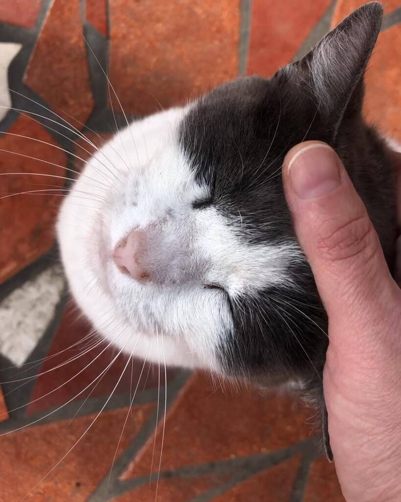 Nummymuffin's tweet photo. #Squeaker is such a good #guardcat. She’s been hanging out on my veranda all day, watching me through my door. 😼 #guardcatonduty #guardcatsofinstagram #squeakerseason https://t.co/I67jAFeoAd https://t.co/9A5Df8Hqpo