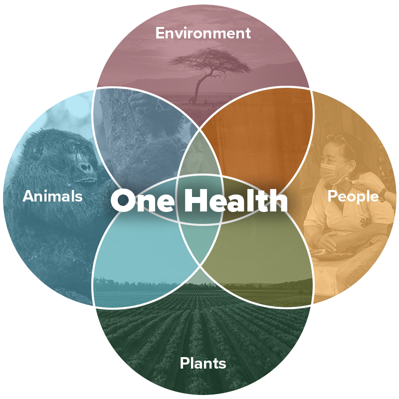 One Health Institute (OHI) (@onehealthucd) on Twitter photo Happy #OneHealthDay! The #OneHealth approach recognizes the growing connection between the health of animals, people, plants, and the environment...and is the foundation for all of our work. Learn more: ohi.vetmed.ucdavis.edu/about/one-heal… <a href="/ucdavisvetmed/">UC Davis Veterinary Medicine</a> <a href="/OneHealthCom/">OneHealth Commission</a> Happy #OneHealthDay! The #OneHealth approach recognizes the growing connection between the health of animals, people, plants, and the environment...and is the foundation for all of our work. Learn more: ohi.vetmed.ucdavis.edu/about/one-heal… <a href="/ucdavisvetmed/">UC Davis Veterinary Medicine</a> <a href="/OneHealthCom/">OneHealth Commission</a>