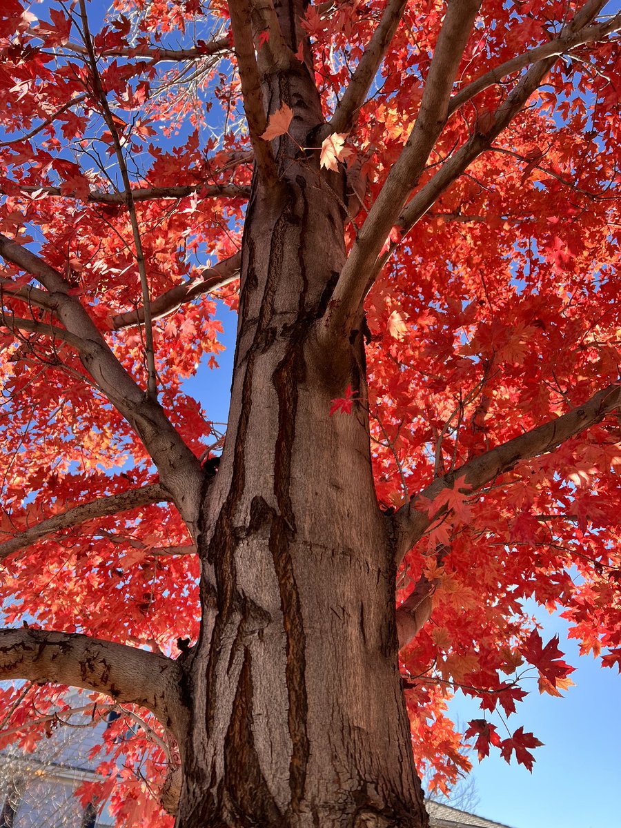 Fall in all its splendor. #colorado