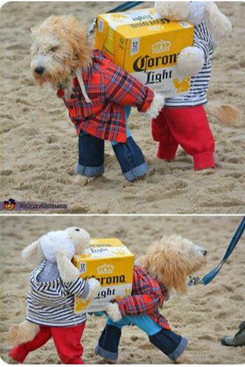 And the Best Costume Award for Halloween 2022 goes to......🏆👏👏