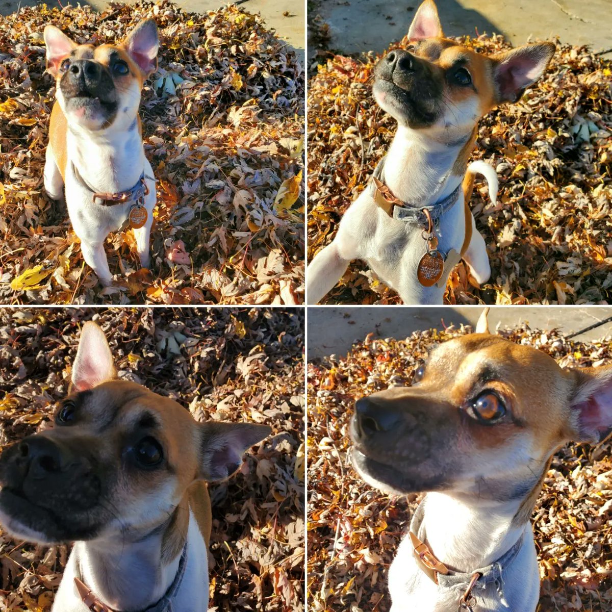 eyed159's tweet photo. Streeter's first fall...loved watching him play in the leaves. It warms my heart seeing him happy. 💓 #dogmama #puppylife #Fall2022 #leaves #jackchimix https://t.co/xpN4fBLsRp