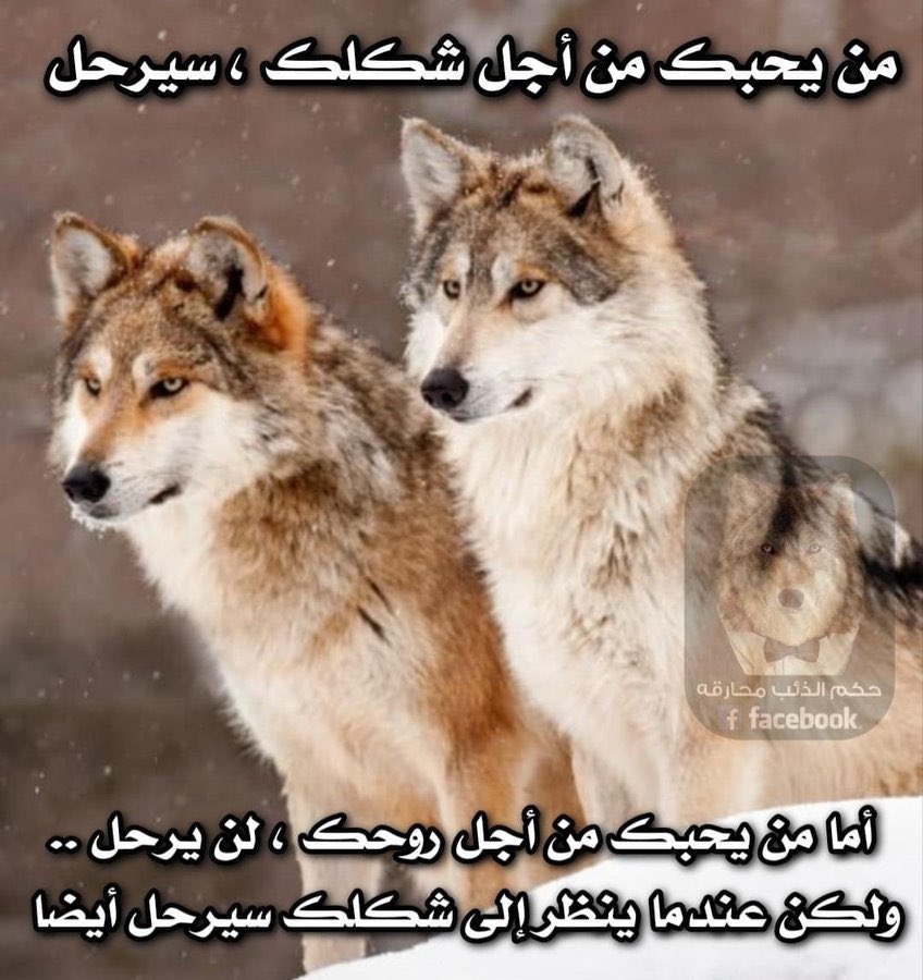 elsayegh2's tweet photo. https://t.co/zUiE6HWebK