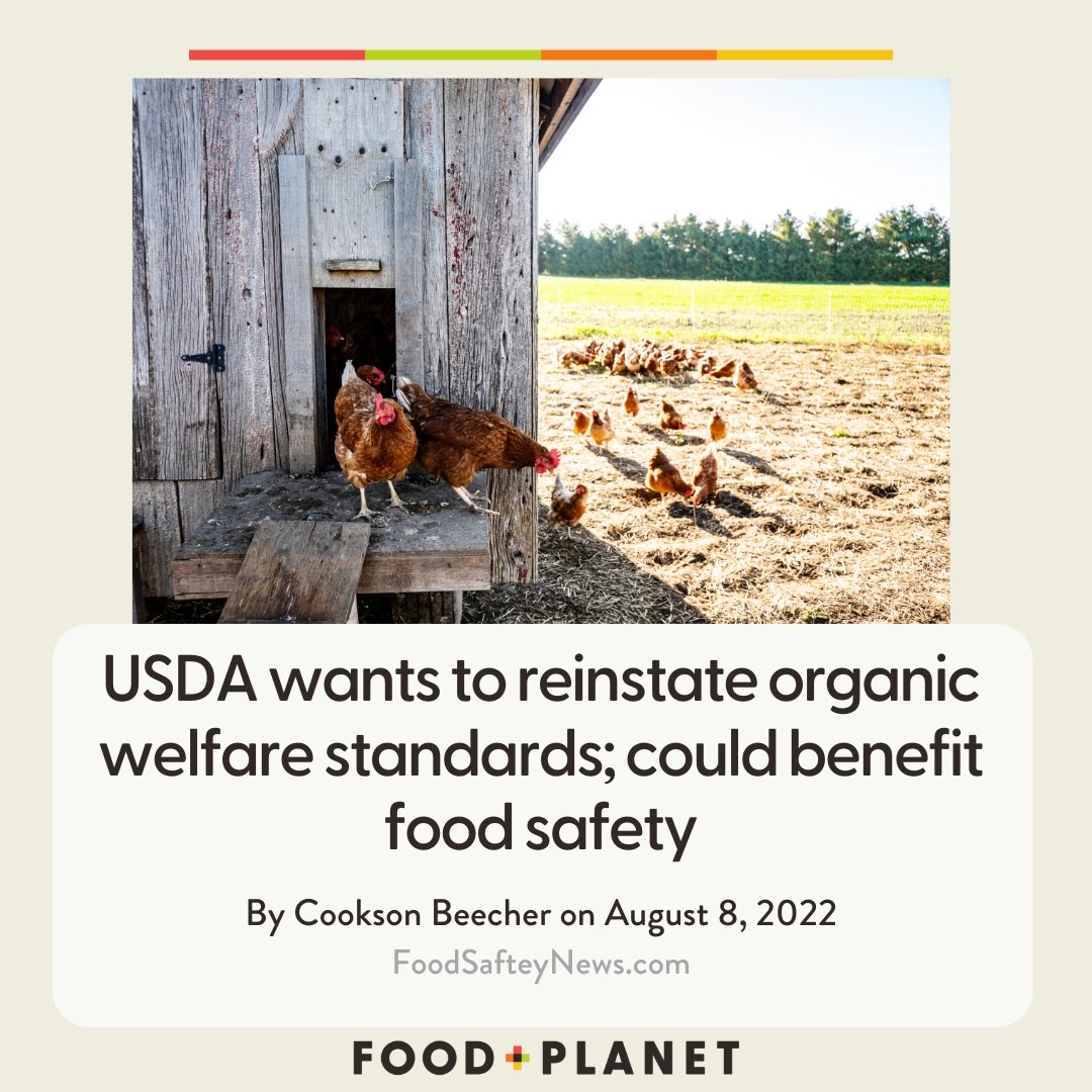 Learn more about how new USDA welfare standards standards could change the poultry industry for the better! foodsafetynews.com/2022/08/usda-w…