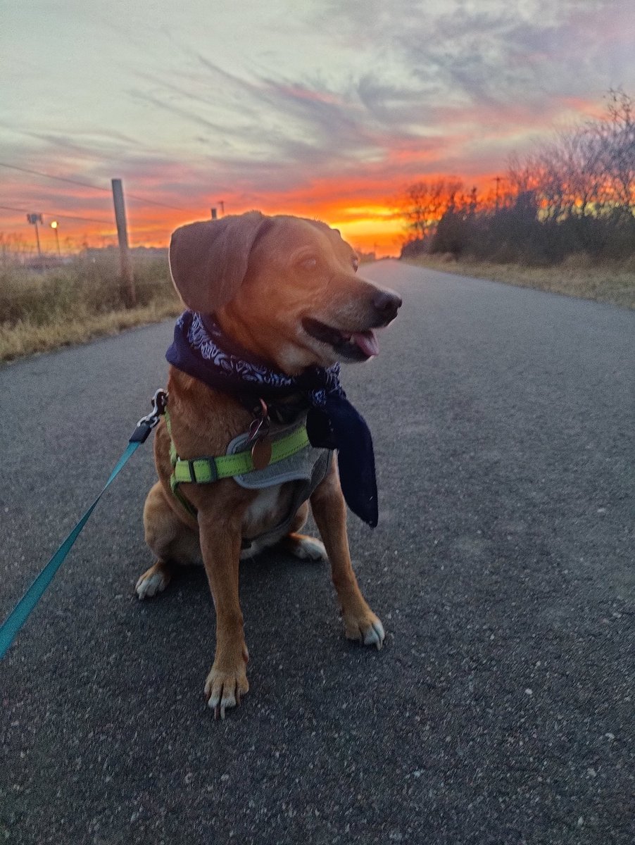 Sunset chasing 🐕🌆