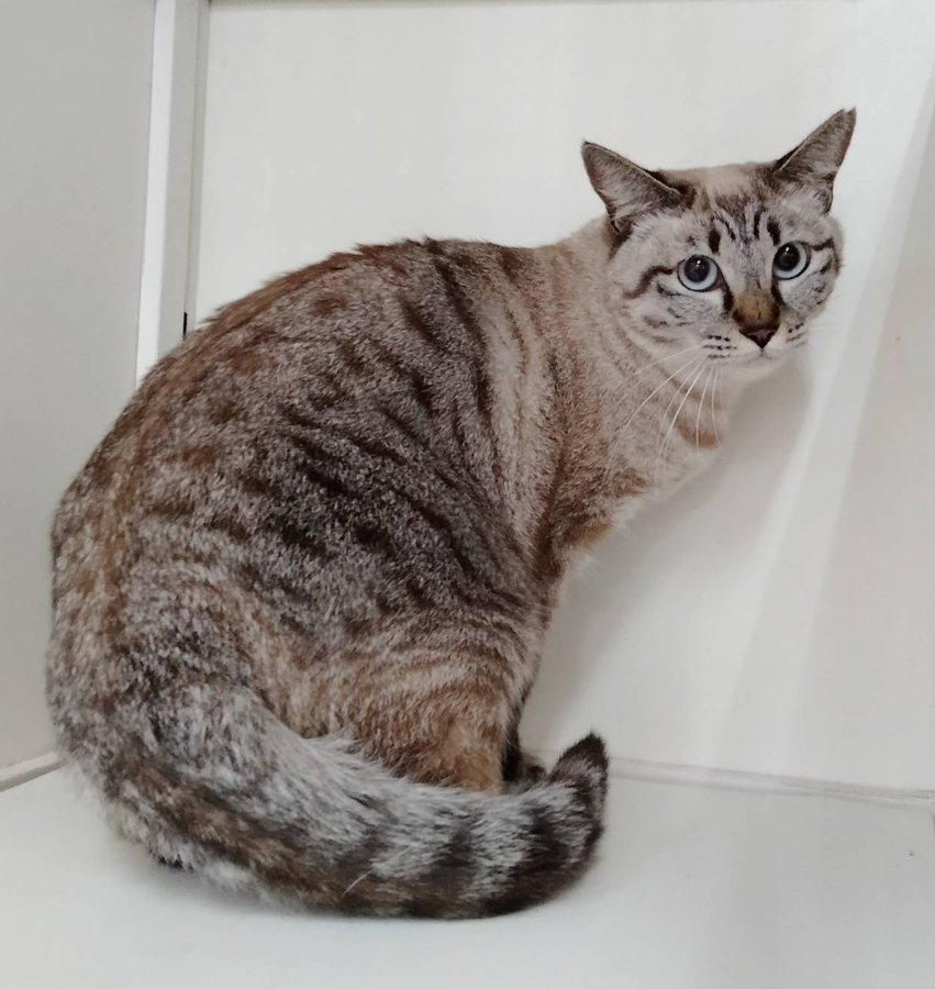 保護猫カフェ 猫ホテルねこんチ 大阪にある猫カフェ 子猫のへや