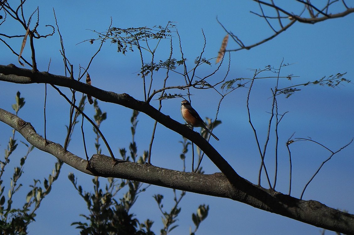 tree no humans branch outdoors bird sky scenery  illustration images