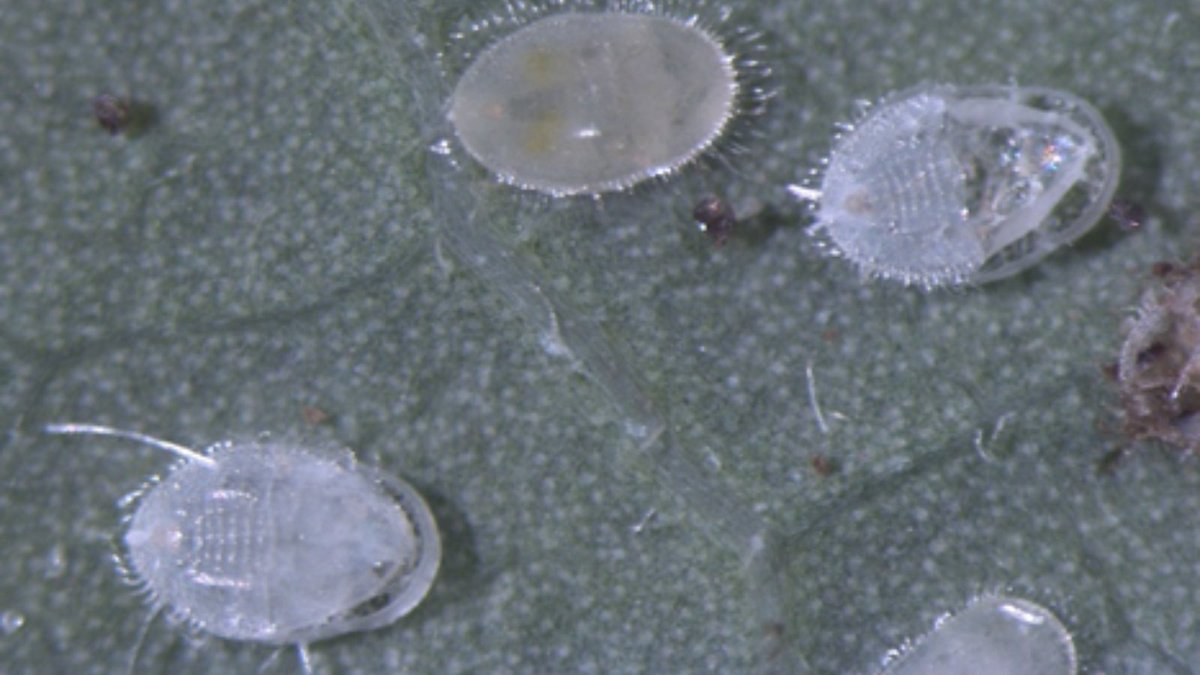 November’s Pest of the Month is Whitefly, which largely affects solanceaous hosts. Immature whiteflies are very small and can be quite difficult to detect unless specific monitoring is completed with a hand lens. Learn the warning signs here: bit.ly/3WhoMNn @Hort_Au