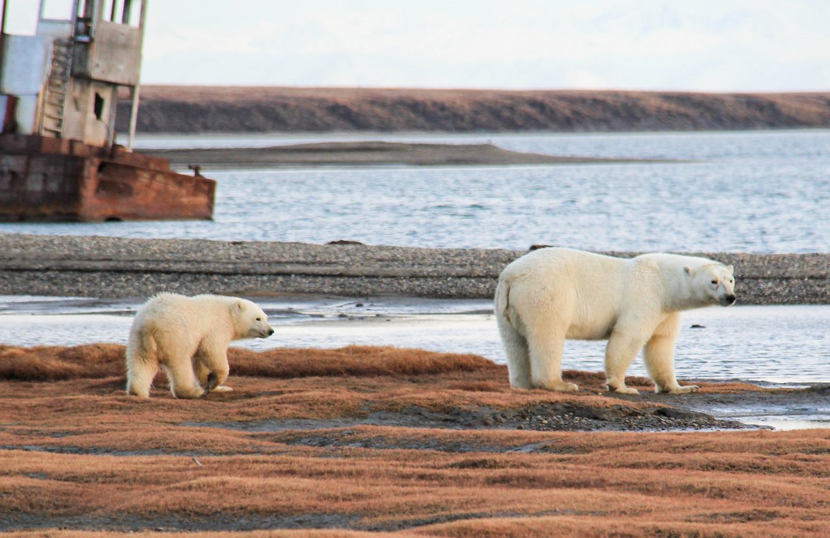 As sea ice declines, more polar bears are coming onshore each summer, increasing the potential for more human-bear interactions. See more at: usgs.gov/news/state-new…