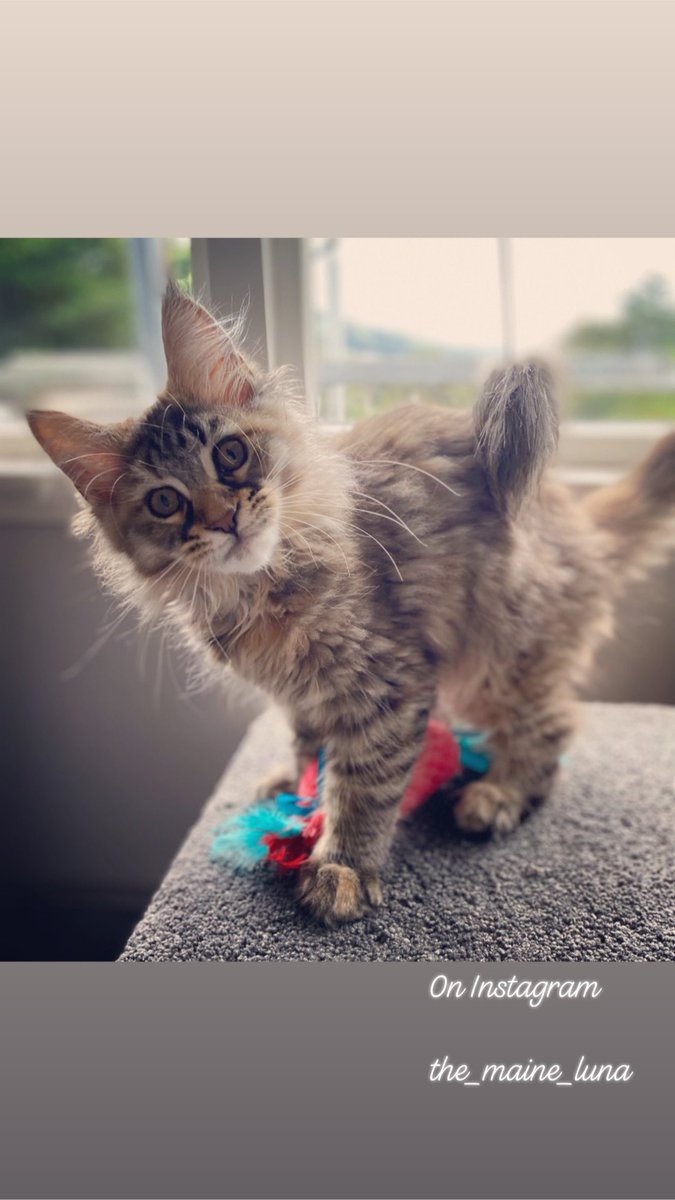 themaineluna's tweet photo. 🧡🧡🧡 #ThrowbackThursday #CatsofTwittter #MaineCoon #Kittens https://t.co/rf7QZrgZPw