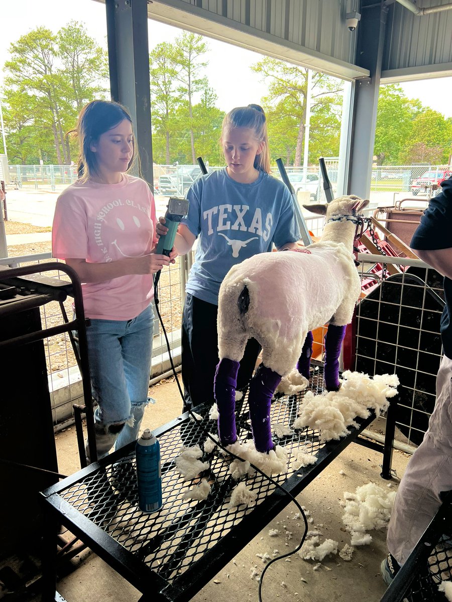 jenn_roos1's tweet image. Vet Practicum students had their first barn day today! We learned all about how to halter lambs, set up on the trim stand, bathing, blow drying, and shearing! Learning by doing is always fun! 🐑 #WeAreKleinCTE #KleinOak