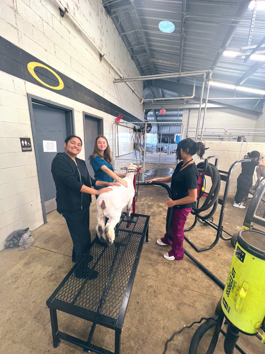 jenn_roos1's tweet image. Vet Practicum students had their first barn day today! We learned all about how to halter lambs, set up on the trim stand, bathing, blow drying, and shearing! Learning by doing is always fun! 🐑 #WeAreKleinCTE #KleinOak