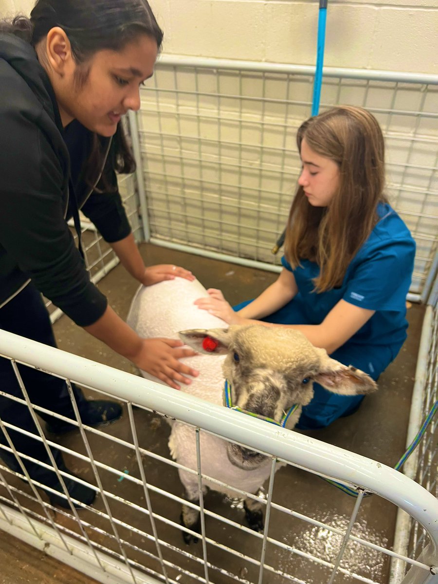 jenn_roos1's tweet image. Vet Practicum students had their first barn day today! We learned all about how to halter lambs, set up on the trim stand, bathing, blow drying, and shearing! Learning by doing is always fun! 🐑 #WeAreKleinCTE #KleinOak