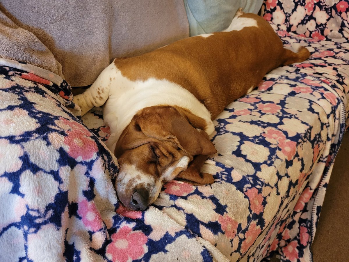 ruth_rendell's tweet photo. @RadioFreeTom My dog would beg  to differ. Once he wakes up from his 5th nap. https://t.co/tw7txqzu5Y