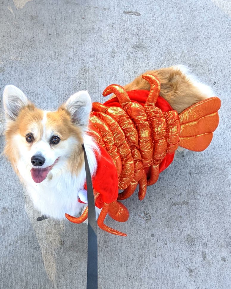 kimchithecorgi's tweet image. The #pawty doesn&apos;t stop 🛑 - part 2 of #halloween costumes! 🎃👻 @thebentway @BoneandBiscuit
#howlween #fall #dogcostume #pupparade #thebentway #boneandbiscuit #weekendrecap #pupcostume #corgi #fluffycorgi #toronto #ontario #Canada #dogsofthebentway #tobentway #Kimchithecorgi