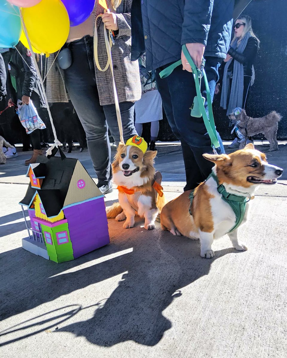 kimchithecorgi's tweet image. The #pawty doesn&apos;t stop 🛑 - part 2 of #halloween costumes! 🎃👻 @thebentway @BoneandBiscuit
#howlween #fall #dogcostume #pupparade #thebentway #boneandbiscuit #weekendrecap #pupcostume #corgi #fluffycorgi #toronto #ontario #Canada #dogsofthebentway #tobentway #Kimchithecorgi