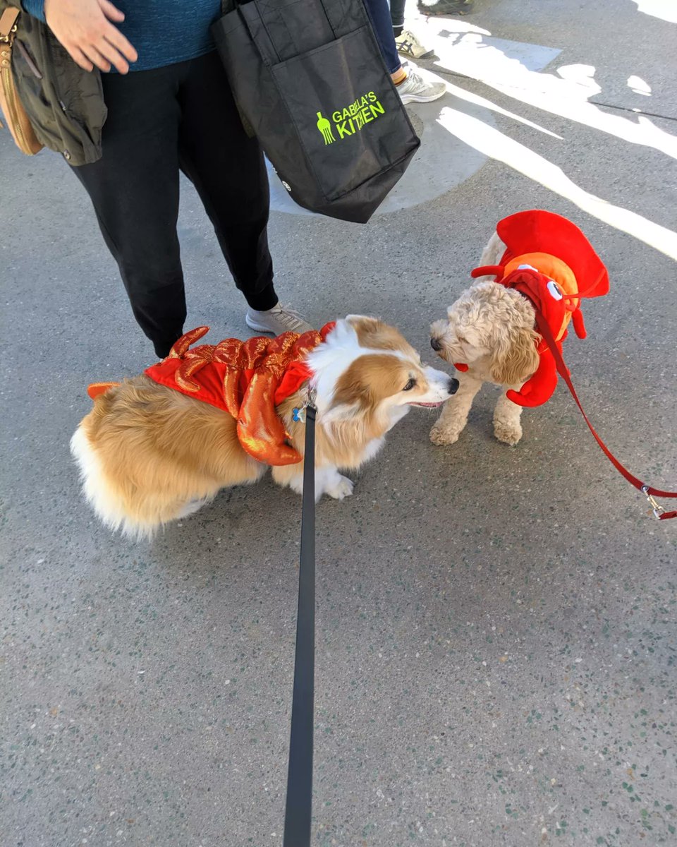 kimchithecorgi's tweet image. The #pawty doesn&apos;t stop 🛑 - part 2 of #halloween costumes! 🎃👻 @thebentway @BoneandBiscuit
#howlween #fall #dogcostume #pupparade #thebentway #boneandbiscuit #weekendrecap #pupcostume #corgi #fluffycorgi #toronto #ontario #Canada #dogsofthebentway #tobentway #Kimchithecorgi