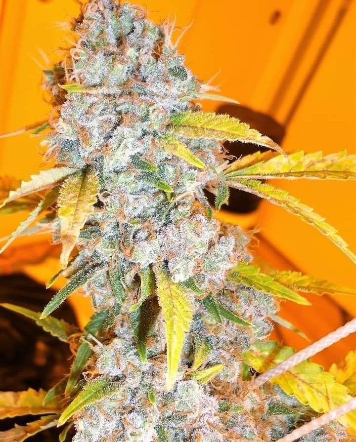 Pineapple🍍Express 💥💥💥
📸🍁420.!