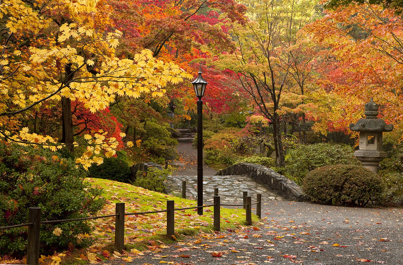 SeattleParks's tweet photo. On the first Thursday of each month, the Seattle Japanese Garden is free! And oddly enough, fall colors really pop on gray days. It's a lovely way to brighten up your spirits. Don't forget an umbrella or raincoat!
https://t.co/9zfIWEwj4T https://t.co/whfy1IxvK5