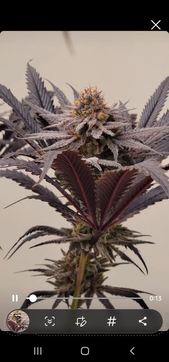 Devil driver s1 available now on tikiseeds.com