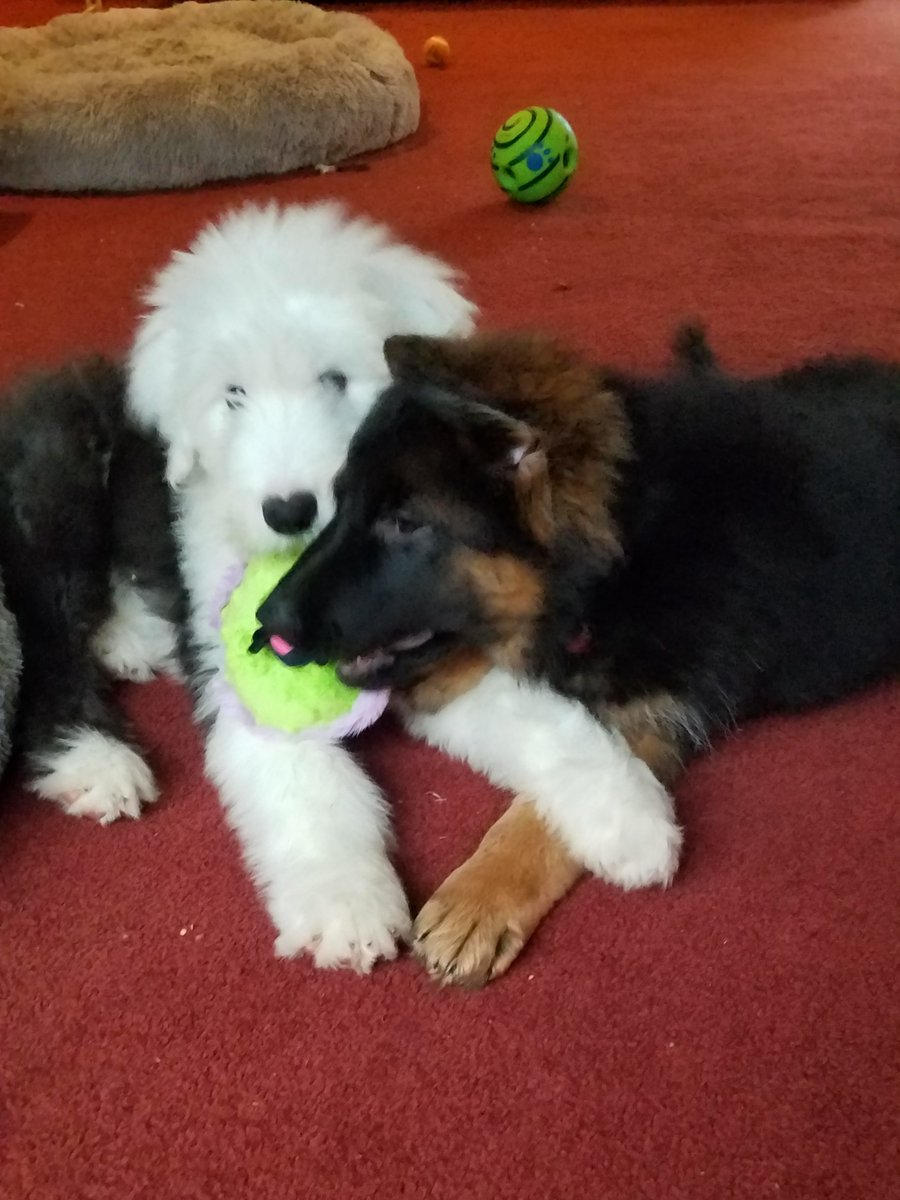 <a href="/GusandKelsey/">Angel Gus, Kelsey & Linus Beagle</a> 🥰🥰❤️❤️Hi Gus and Kelsey, thank you so much, we love getting new Frens, it's so very nice to meet you. Love, Hunter and Farley