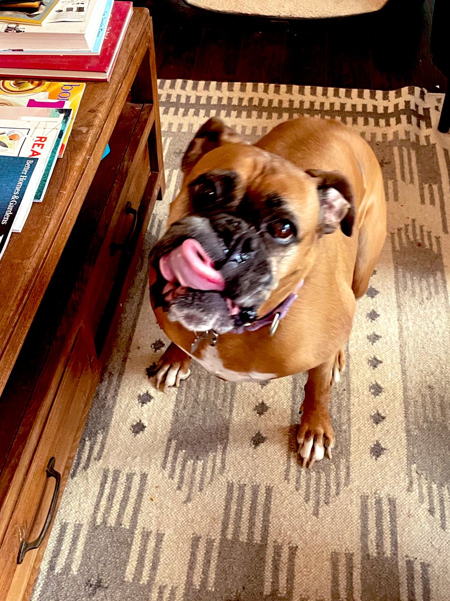 Pals! I know I’m a day late but Lady has been really busy! But here’s my #tot ! I never do it and she caught me in action!!!! Can I put it in for submission?! #boxerdog #dogsoftwitter #queenaahana #tongueouttuesdays