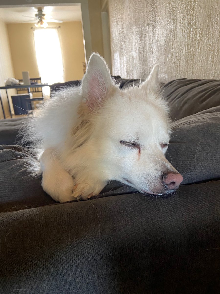 Haven’t posted on this website in a hot minute so here’s a sleepy boy.