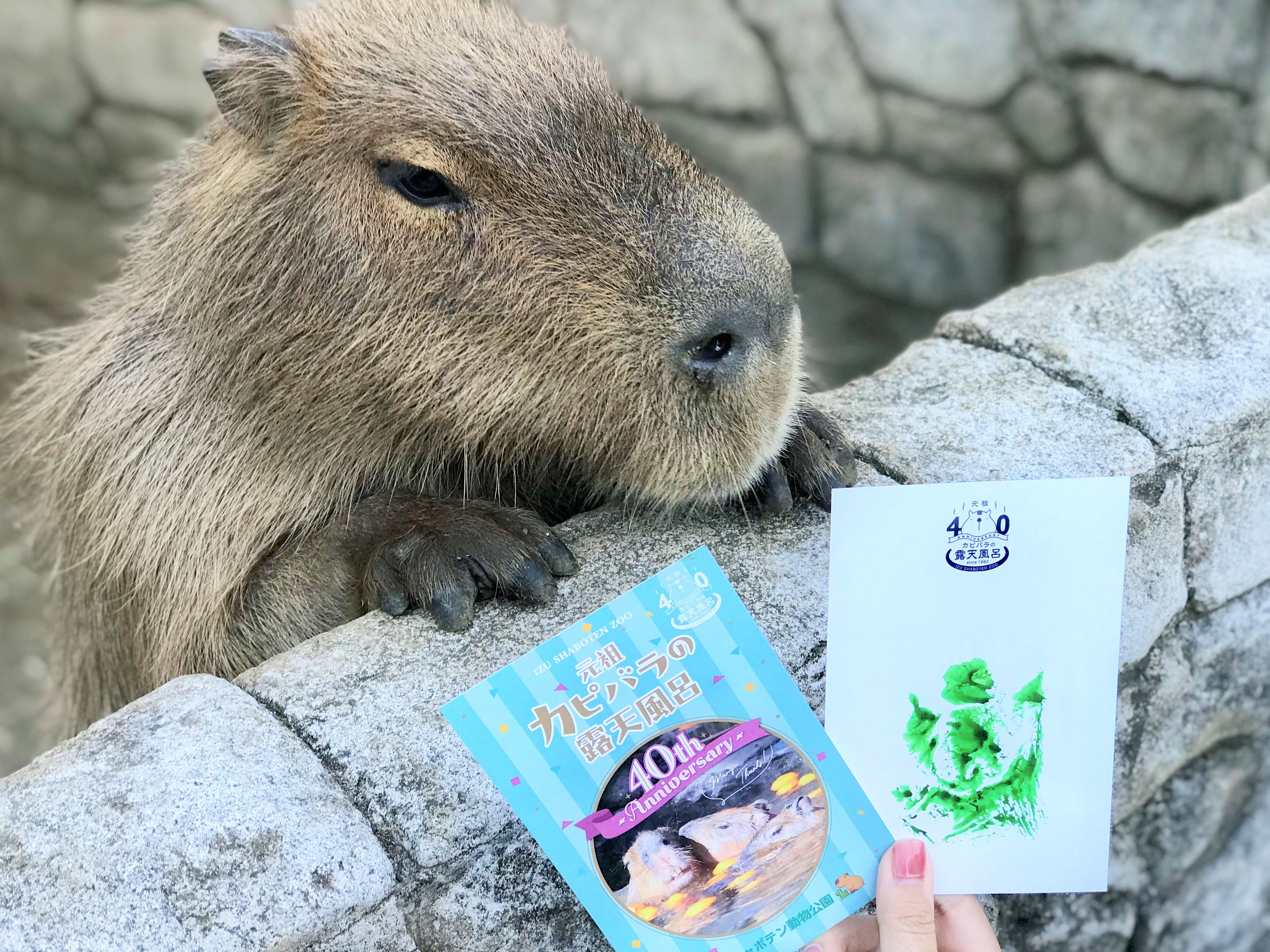 伊豆シャボテン動物公園グループ 公式 Shabotengroup Twitter