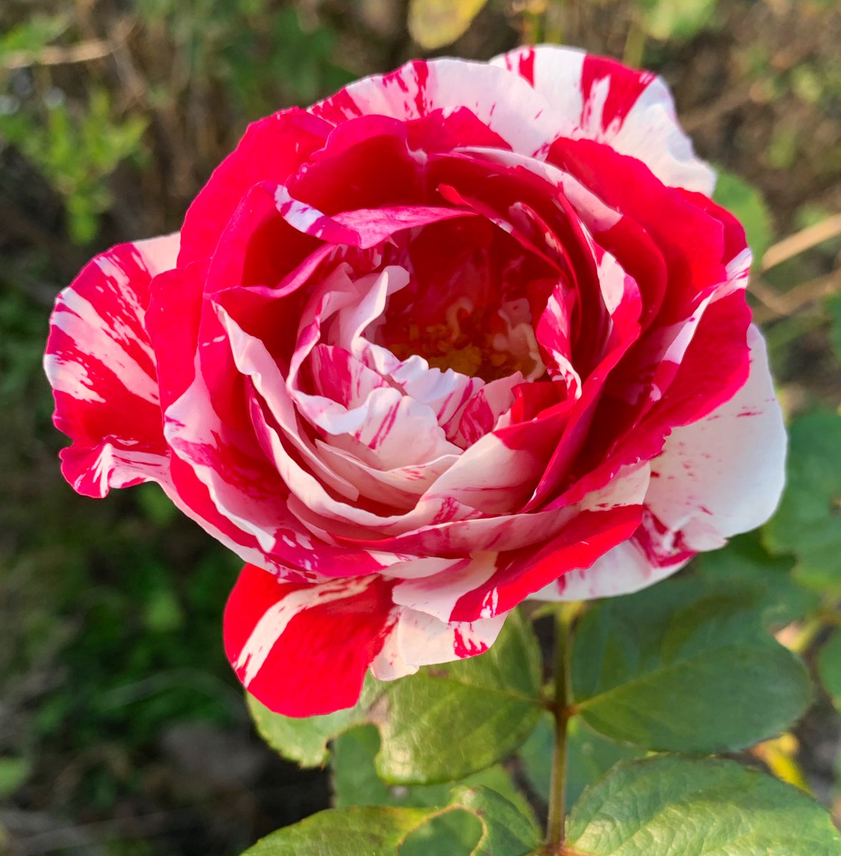 BrainlyBot's tweet image. Morning, my friends...
Have a nice day,❤️🔥😍,
Morninggg