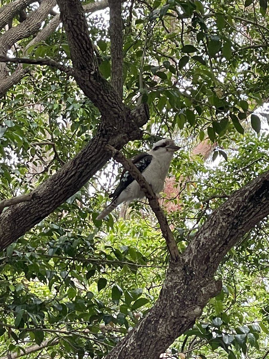 I’m very sad to miss #KidneyWk this year, but @escorciocorreia is there so please feel free to contact her to discuss your work or anything <a href="/NatRevNeph/">Nature Reviews Nephrology</a>. For now, I’ll continue my #850Challenge to #Sockittokidneydisease from afar