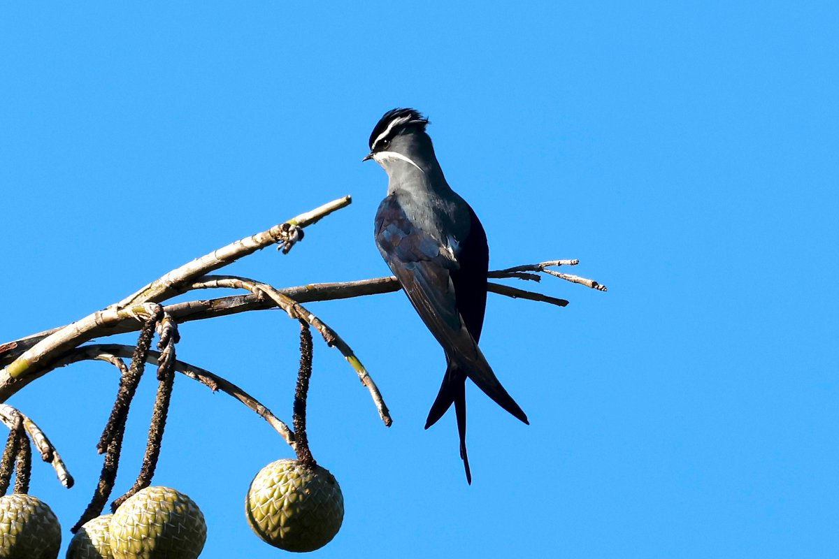 #BirdsSeenIn2022 A common lowland bird of the Solomons is the Moustached Treeswift (Hemiprocne mystacea woodfordiana). Here it is sitting atop a Natangura Palm eyeing the big world around it. <a href="/Britnatureguide/">The British Nature Guide</a> <a href="/birdsoftheworld/">Birds of The World: The Cornell Lab</a> <a href="/Pacific_Birds/">Pacific Birds</a> #solomonislands