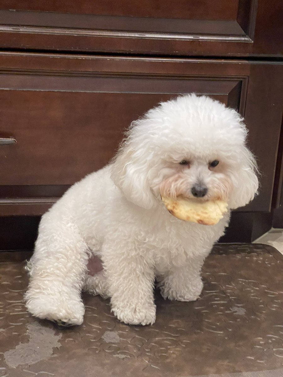 ZettaSlow327's tweet photo. photoshoot of my dog eating a naan https://t.co/sQ0E3fuaP8