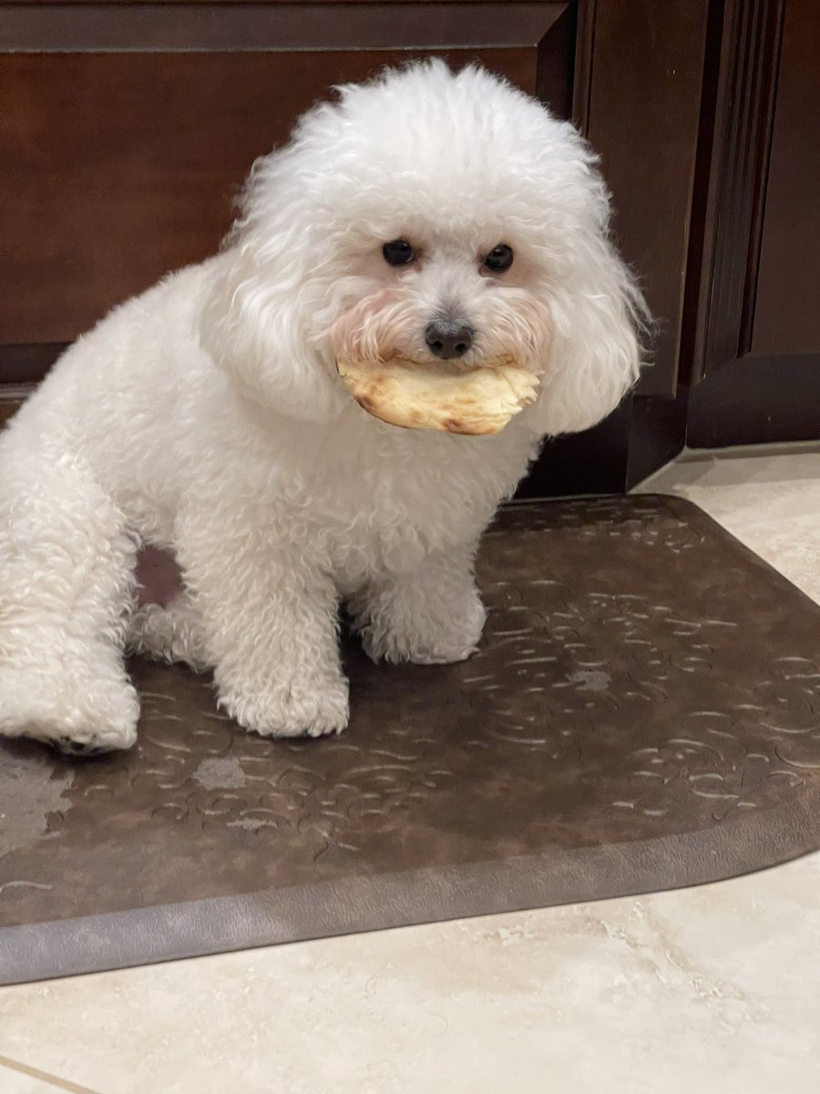 ZettaSlow327's tweet photo. photoshoot of my dog eating a naan https://t.co/sQ0E3fuaP8