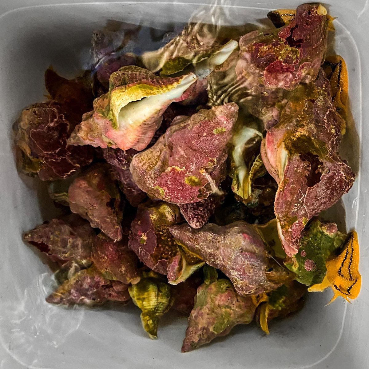 Dr. Xochitl Clare | #DancingBiologist tweet media