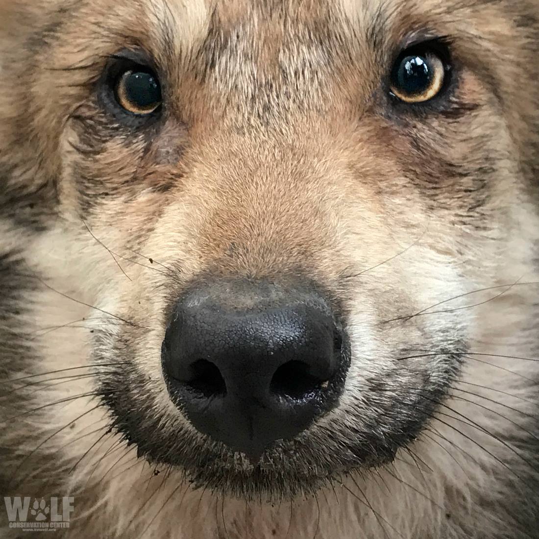 Psst.... Hey you. Why are you awake? Are you crepuscular too?