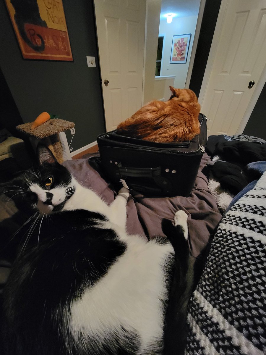 SpookyUnico7n's tweet photo. My personal assistants are not very good at the assisting part #needtopack #buttheyarecute https://t.co/x5EIddLaJM